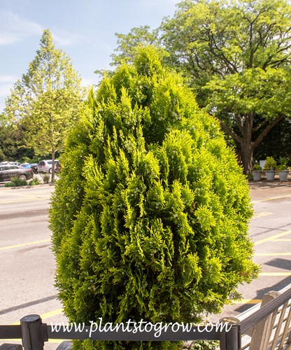 Aurea Nana Oriental Arborvitae (Platycadus orientalis Aurea Nana)